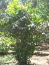  (Solfia - DNAFR001659)  @11 [ ] Copyright (2016) Gujarat Biodiversity Gene Bank, GSBTM, DST, GoG Gujarat Biodiversity Gene Bank