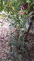 (Caryota - DNAFR001661)  @11 [ ] Copyright (2016) Gujarat Biodiversity Gene Bank, GSBTM, DST, GoG Gujarat Biodiversity Gene Bank