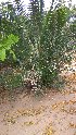  (Phoenix paludosa - DNAFR001663)  @11 [ ] Copyright (2016) Gujarat Biodiversity Gene Bank, GSBTM, DST, GoG Gujarat Biodiversity Gene Bank