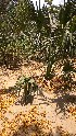  ( - DNAFR001664)  @11 [ ] Copyright (2016) Gujarat Biodiversity Gene Bank, GSBTM, DST, GoG Gujarat Biodiversity Gene Bank