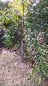  (Syagrus - DNAFR001668)  @11 [ ] Copyright (2016) Gujarat Biodiversity Gene Bank, GSBTM, DST, GoG Gujarat Biodiversity Gene Bank