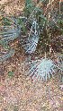  ( - DNAFR001669)  @11 [ ] Copyright (2016) Gujarat Biodiversity Gene Bank, GSBTM, DST, GoG Gujarat Biodiversity Gene Bank