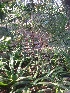  ( - DNAFR001671)  @11 [ ] Copyright (2016) Gujarat Biodiversity Gene Bank, GSBTM, DST, GoG Gujarat Biodiversity Gene Bank