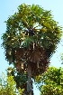  ( - DNAFR001675)  @11 [ ] Copyright (2016) Gujarat Biodiversity Gene Bank, GSBTM, DST, GoG Gujarat Biodiversity Gene Bank