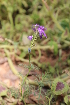  ( - DNAFR001729)  @11 [ ] Copyright (2016) Gujarat Biodiversity Gene Bank, GSBTM, DST, GoG Gujarat Biodiversity Gene Bank, GSBTM, DST, GoG
