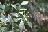  ( - DNAFR001731)  @11 [ ] Copyright (2016) Gujarat Biodiversity Gene Bank, GSBTM, DST, GoG Gujarat Biodiversity Gene Bank, GSBTM, DST, GoG