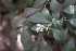  ( - DNAFR001731)  @11 [ ] Copyright (2016) Gujarat Biodiversity Gene Bank, GSBTM, DST, GoG Gujarat Biodiversity Gene Bank, GSBTM, DST, GoG