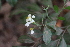  ( - DNAFR001731)  @11 [ ] Copyright (2016) Gujarat Biodiversity Gene Bank, GSBTM, DST, GoG Gujarat Biodiversity Gene Bank, GSBTM, DST, GoG