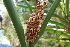  ( - DNAFR001733)  @11 [ ] Copyright (2016) Gujarat Biodiversity Gene Bank, GSBTM, DST, GoG Gujarat Biodiversity Gene Bank, GSBTM, DST, GoG
