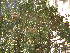  (Guaiacum - DNAFR001771)  @11 [ ] Copyright (2017) Gujarat Biodiversity Gene Bank, GSBTM, DST, GoG Gujarat Biodiversity Gene Bank, GSBTM, DST, GoG