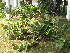  ( - DNAFR001773)  @11 [ ] Copyright (2017) Gujarat Biodiversity Gene Bank, GSBTM, DST, GoG Gujarat Biodiversity Gene Bank, GSBTM, DST, GoG