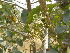  ( - DNAFR001775)  @11 [ ] Copyright (2017) Gujarat Biodiversity Gene Bank, GSBTM, DST, GoG Gujarat Biodiversity Gene Bank, GSBTM, DST, GoG