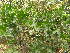  (Citharexylum spinosum - DNAFR001777)  @11 [ ] Copyright (2017) Gujarat Biodiversity Gene Bank, GSBTM, DST, GoG Gujarat Biodiversity Gene Bank, GSBTM, DST, GoG