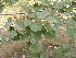  ( - DNAFR001778)  @11 [ ] Copyright (2017) Gujarat Biodiversity Gene Bank, GSBTM, DST, GoG Gujarat Biodiversity Gene Bank, GSBTM, DST, GoG