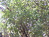  (Libidibia - DNAFR001786)  @11 [ ] Copyright (2017) Gujarat Biodiversity Gene Bank, GSBTM, DST, GoG Gujarat Biodiversity Gene Bank, GSBTM, DST, GoG