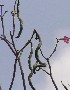  (Handroanthus impetiginosus - DNAFR001789)  @11 [ ] Copyright (2017) Gujarat Biodiversity Gene Bank, GSBTM, DST, GoG Gujarat Biodiversity Gene Bank, GSBTM, DST, GoG