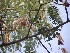  ( - DNAFR001796)  @11 [ ] Copyright (2017) Gujarat Biodiversity Gene Bank, GSBTM, DST, GoG Gujarat Biodiversity Gene Bank, GSBTM, DST, GoG