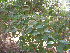  (Galphimia glauca - DNAFR001798)  @11 [ ] Copyright (2017) Gujarat Biodiversity Gene Bank, GSBTM, DST, GoG Gujarat Biodiversity Gene Bank, GSBTM, DST, GoG