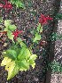  (Odontonema cuspidatum - DNAFR001800)  @11 [ ] Copyright (2017) Gujarat Biodiversity Gene Bank, GSBTM, DST, GoG Gujarat Biodiversity Gene Bank, GSBTM, DST, GoG