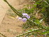  (Stachytarpheta - DNAFR001801)  @11 [ ] Copyright (2017) Gujarat Biodiversity Gene Bank, GSBTM, DST, GoG Gujarat Biodiversity Gene Bank, GSBTM, DST, GoG
