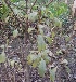  (Rotheca - DNAFR001809)  @11 [ ] Copyright (2017) Gujarat Biodiversity Gene Bank, GSBTM, DST, GoG Gujarat Biodiversity Gene Bank, GSBTM, DST, GoG