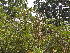  ( - DNAFR001814)  @11 [ ] Copyright (2017) Gujarat Biodiversity Gene Bank, GSBTM, DST, GoG Gujarat Biodiversity Gene Bank, GSBTM, DST, GoG