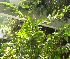  (Ochna kirkii - DNAFR001816)  @11 [ ] Copyright (2017) Gujarat Biodiversity Gene Bank, GSBTM, DST, GoG Gujarat Biodiversity Gene Bank, GSBTM, DST, GoG