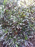  ( - DNAFR001817)  @11 [ ] Copyright (2017) Gujarat Biodiversity Gene Bank, GSBTM, DST, GoG Gujarat Biodiversity Gene Bank, GSBTM, DST, GoG