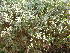  (Leucophyllum - DNAFR001824)  @11 [ ] Copyright (2017) Gujarat Biodiversity Gene Bank, GSBTM, DST, GoG Gujarat Biodiversity Gene Bank, GSBTM, DST, GoG