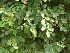  ( - DNAFR001829)  @11 [ ] Copyright (2017) Gujarat Biodiversity Gene Bank, GSBTM, DST, GoG Gujarat Biodiversity Gene Bank, GSBTM, DST, GoG
