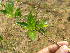  ( - DNAFR001835)  @11 [ ] Copyright (2017) Gujarat Biodiversity Gene Bank, GSBTM, DST, GoG Gujarat Biodiversity Gene Bank, GSBTM, DST, GoG