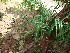  ( - DNAFR000678)  @11 [ ] Copyright (2014) Gujarat Biodiversity Gene Bank, GSBTM, DST, GoG Gujarat Biodiversity Gene Bank, GSBTM, DST, GoG