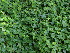  ( - DNAFR000685)  @11 [ ] Copyright (2014) Gujarat Biodiversity Gene Bank, GSBTM, DST, GoG Gujarat Biodiversity Gene Bank, GSBTM, DST, GoG