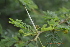  (Vachellia nilotica - DNAFR000173)  @11 [ ] Copyright (2014) Gujarat Biodiversity Gene Bank, GSBTM, DST, GoG Gujarat Biodiversity Gene Bank, GSBTM, DST, GoG