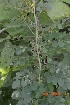 (Indigofera coerulea - DNAFR000175)  @11 [ ] Copyright (2014) Gujarat Biodiversity Gene Bank, GSBTM, DST, GoG Gujarat Biodiversity Gene Bank, GSBTM, DST, GoG