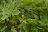  ( - DNAFR000176)  @11 [ ] Copyright (2014) Gujarat Biodiversity Gene Bank, GSBTM, DST, GoG Gujarat Biodiversity Gene Bank, GSBTM, DST, GoG