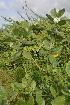 ( - DNAFR000184)  @11 [ ] Copyright (2014) Gujarat Biodiversity Gene Bank, GSBTM, DST, GoG Gujarat Biodiversity Gene Bank, GSBTM, DST, GoG