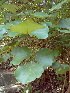  ( - DNAFR000260)  @11 [ ] Copyright (2014) Gujarat Biodiversity Gene Bank, GSBTM, DST, GoG Gujarat Biodiversity Gene Bank, GSBTM, DST, GoG