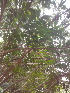  ( - DNAFR000266)  @11 [ ] Copyright (2014) Gujarat Biodiversity Gene Bank, GSBTM, DST, GoG Gujarat Biodiversity Gene Bank, GSBTM, DST, GoG