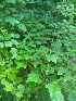  (Gmelina philippensi - DNAFR000268)  @11 [ ] Copyright (2014) Gujarat Biodiversity Gene Bank, GSBTM, DST, GoG Gujarat Biodiversity Gene Bank, GSBTM, DST, GoG