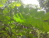  ( - DNAFR000348)  @11 [ ] Copyright (2014) Gujarat Biodiversity Gene Bank, GSBTM, DST, GoG Gujarat Biodiversity Gene Bank, GSBTM, DST, GoG