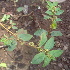 ( - DNAFR000350)  @11 [ ] Copyright (2014) Gujarat Biodiversity Gene Bank, GSBTM, DST, GoG Gujarat Biodiversity Gene Bank, GSBTM, DST, GoG