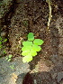  ( - DNAFR000271)  @11 [ ] Copyright (2014) Gujarat Biodiversity Gene Bank, GSBTM, DST, GoG Gujarat Biodiversity Gene Bank, GSBTM, DST, GoG