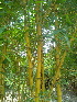  ( - DNAFR000273)  @11 [ ] Copyright (2014) Gujarat Biodiversity Gene Bank, GSBTM, DST, GoG Gujarat Biodiversity Gene Bank, GSBTM, DST, GoG