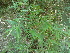  ( - DNAFR000275)  @11 [ ] Copyright (2014) Gujarat Biodiversity Gene Bank, GSBTM, DST, GoG Gujarat Biodiversity Gene Bank, GSBTM, DST, GoG