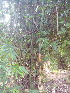  ( - DNAFR000276)  @11 [ ] Copyright (2014) Gujarat Biodiversity Gene Bank, GSBTM, DST, GoG Gujarat Biodiversity Gene Bank, GSBTM, DST, GoG