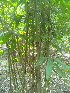  ( - DNAFR000279)  @11 [ ] Copyright (2014) Gujarat Biodiversity Gene Bank, GSBTM, DST, GoG Gujarat Biodiversity Gene Bank, GSBTM, DST, GoG