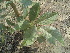  (Stereospermum - DNAFR000354)  @11 [ ] Copyright (2014) Gujarat Biodiversity Gene Bank, GSBTM, DST, GoG Gujarat Biodiversity Gene Bank, GSBTM, DST, GoG