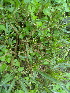  (Ruellia simplex - DNAFR000287)  @11 [ ] Copyright (2014) Gujarat Biodiversity Gene Bank, GSBTM, DST, GoG Gujarat Biodiversity Gene Bank, GSBTM, DST, GoG