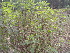  ( - DNAFR000297)  @11 [ ] Copyright (2014) Gujarat Biodiversity Gene Bank, GSBTM, DST, GoG Gujarat Biodiversity Gene Bank, GSBTM, DST, GoG